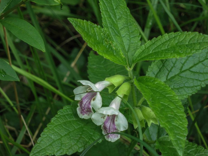 Mélite à feuilles de mélisse